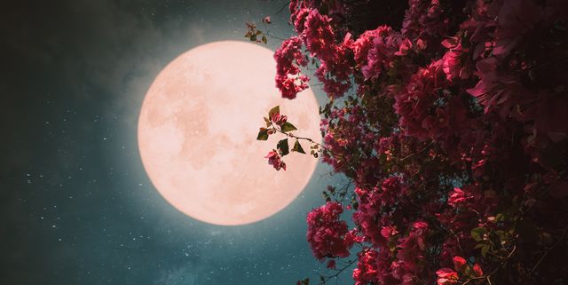 The Full Pink Moon in Libra April 2023: An Astrologer Explains