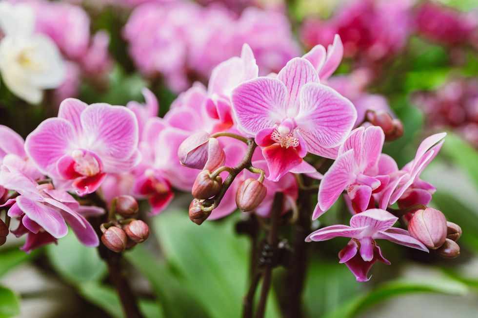 beautiful pink orchid flowers close up selection of plants for decorating rooms exotic flowers
