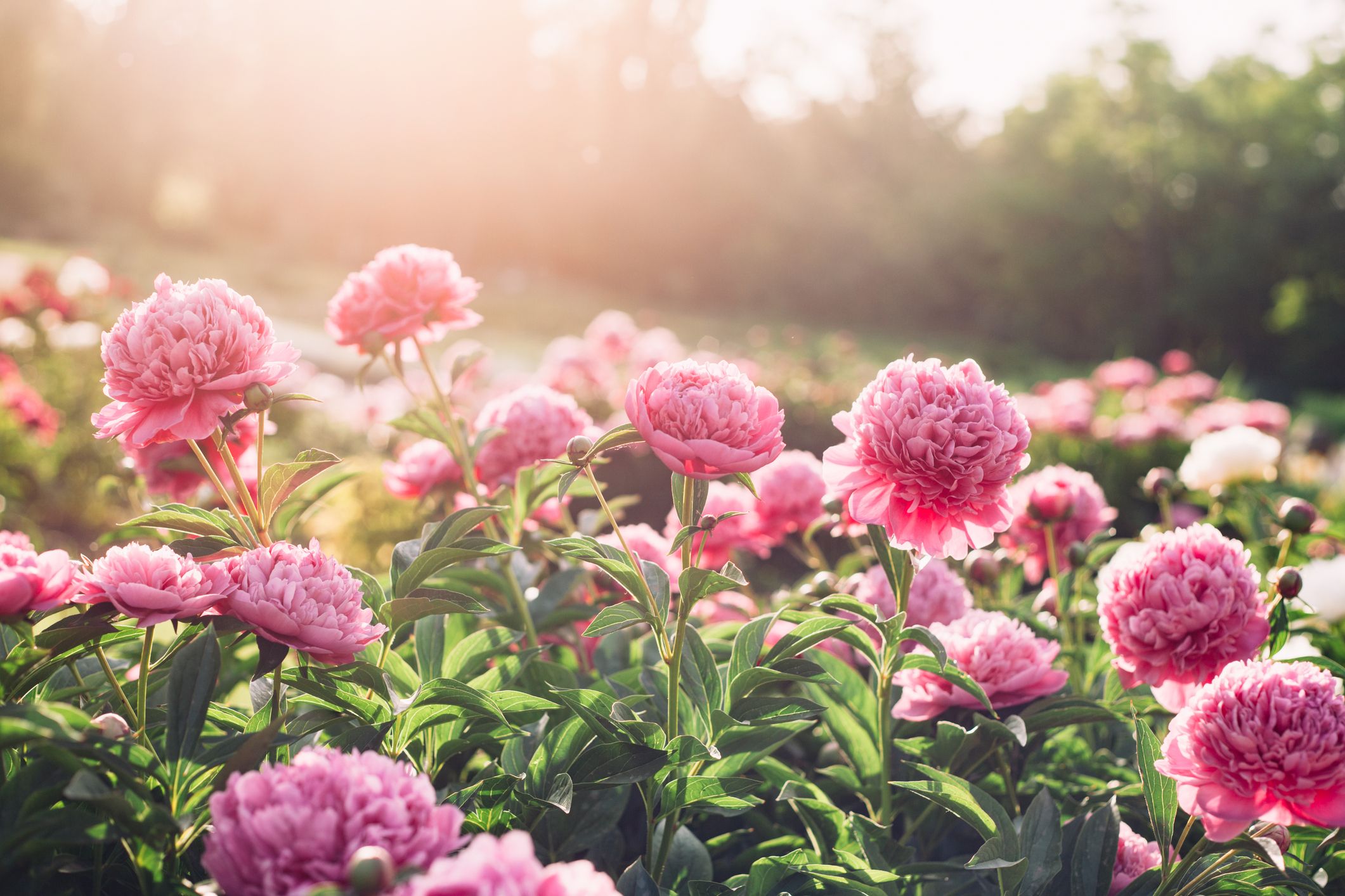Conceit Ik heb een contract gemaakt bekennen 26 Best Perennial Flowers That Bloom All Year