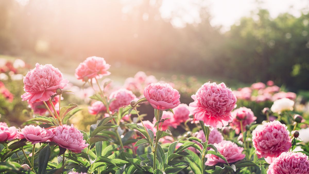26 Best Perennial Flowers for Your Garden