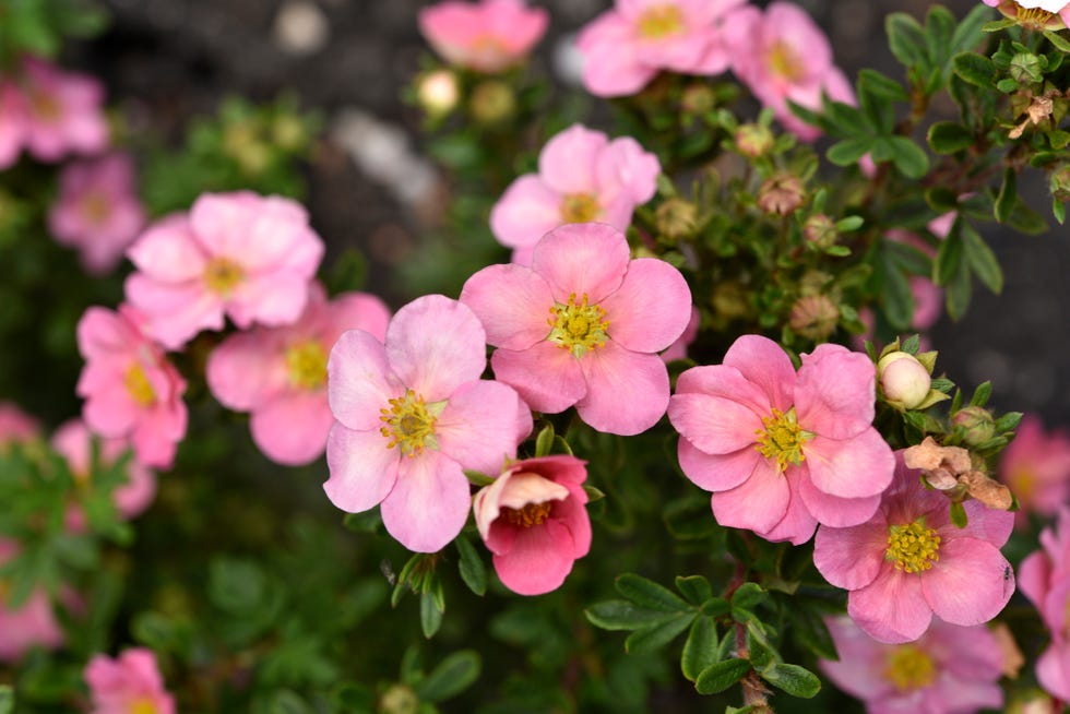 Drought-resistant shrub Potentilla