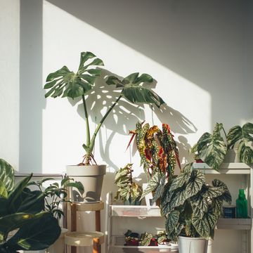 vasi per piante smart