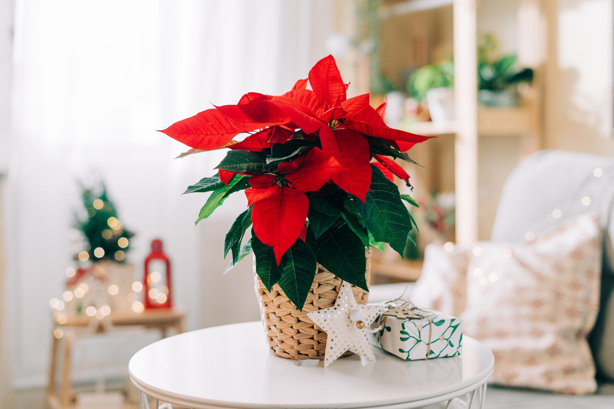 Red & White Poinsettia Christmas Mix FORWARD-FACING Vase –