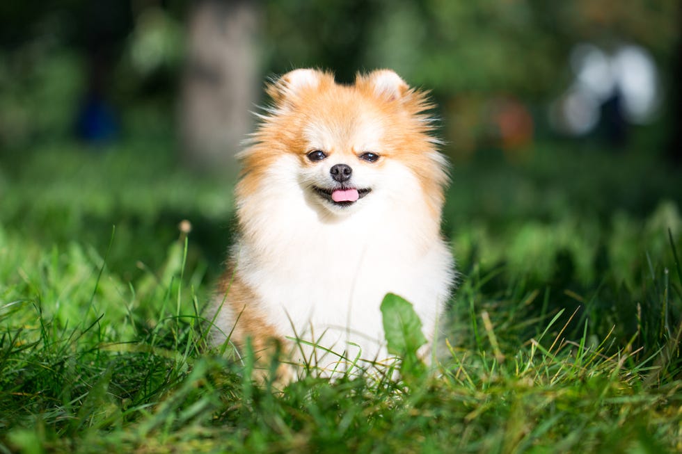 Beautiful pomeranian spitz orange color.