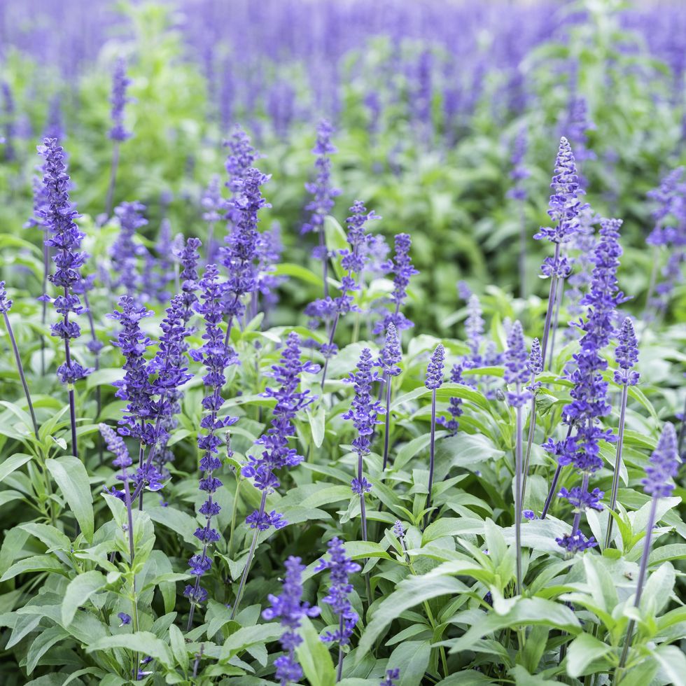 beautiful purple blue salvia flowers blooming in the daytime against a field background.