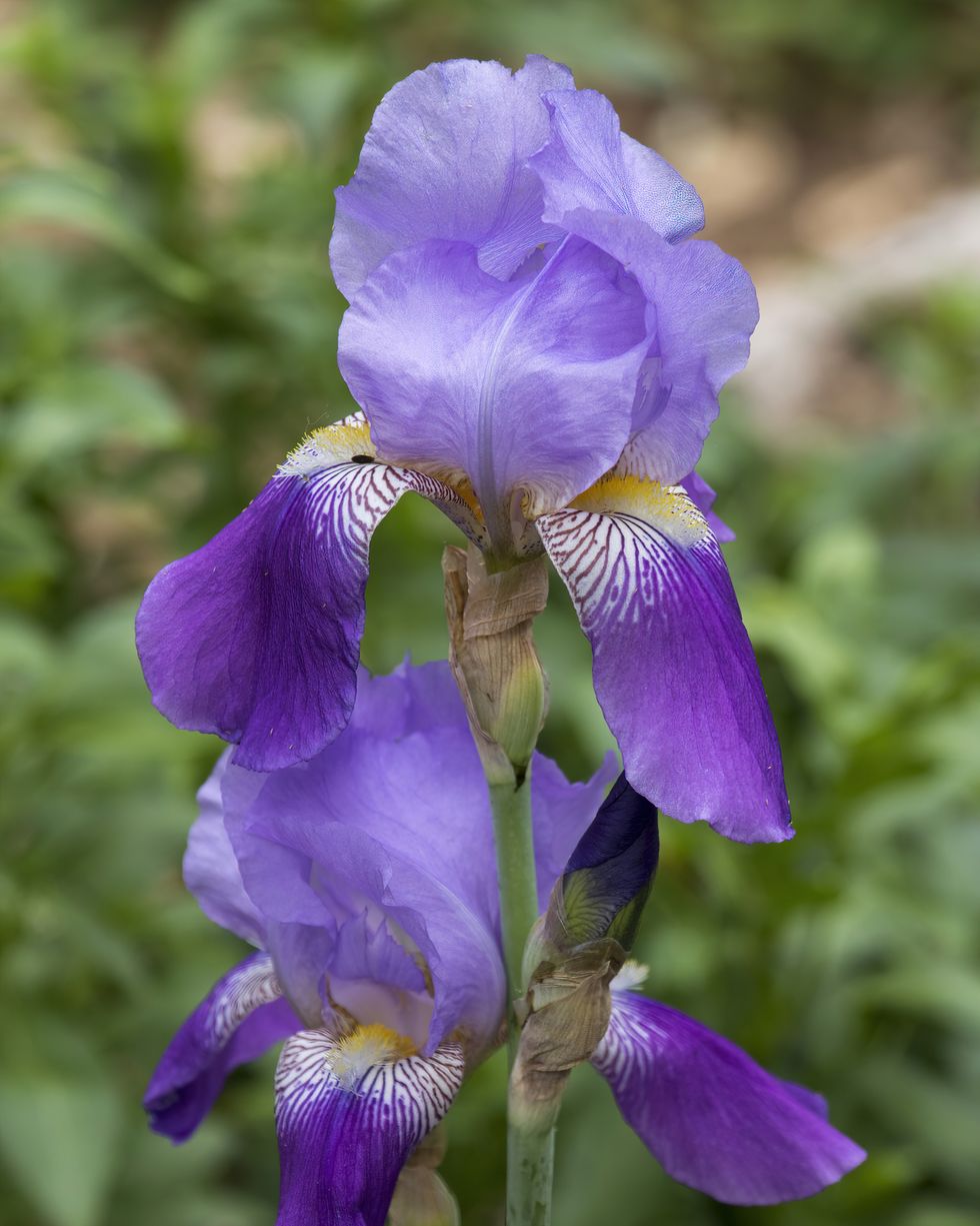 types of flowers bearded iris