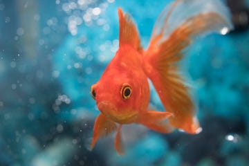 beautiful red orange goldfish pet in house tank or aquarium