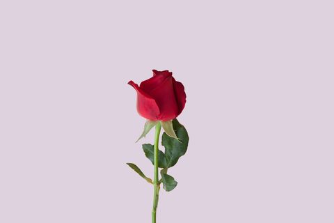 beautiful red rose on sweet pastel background feeling love