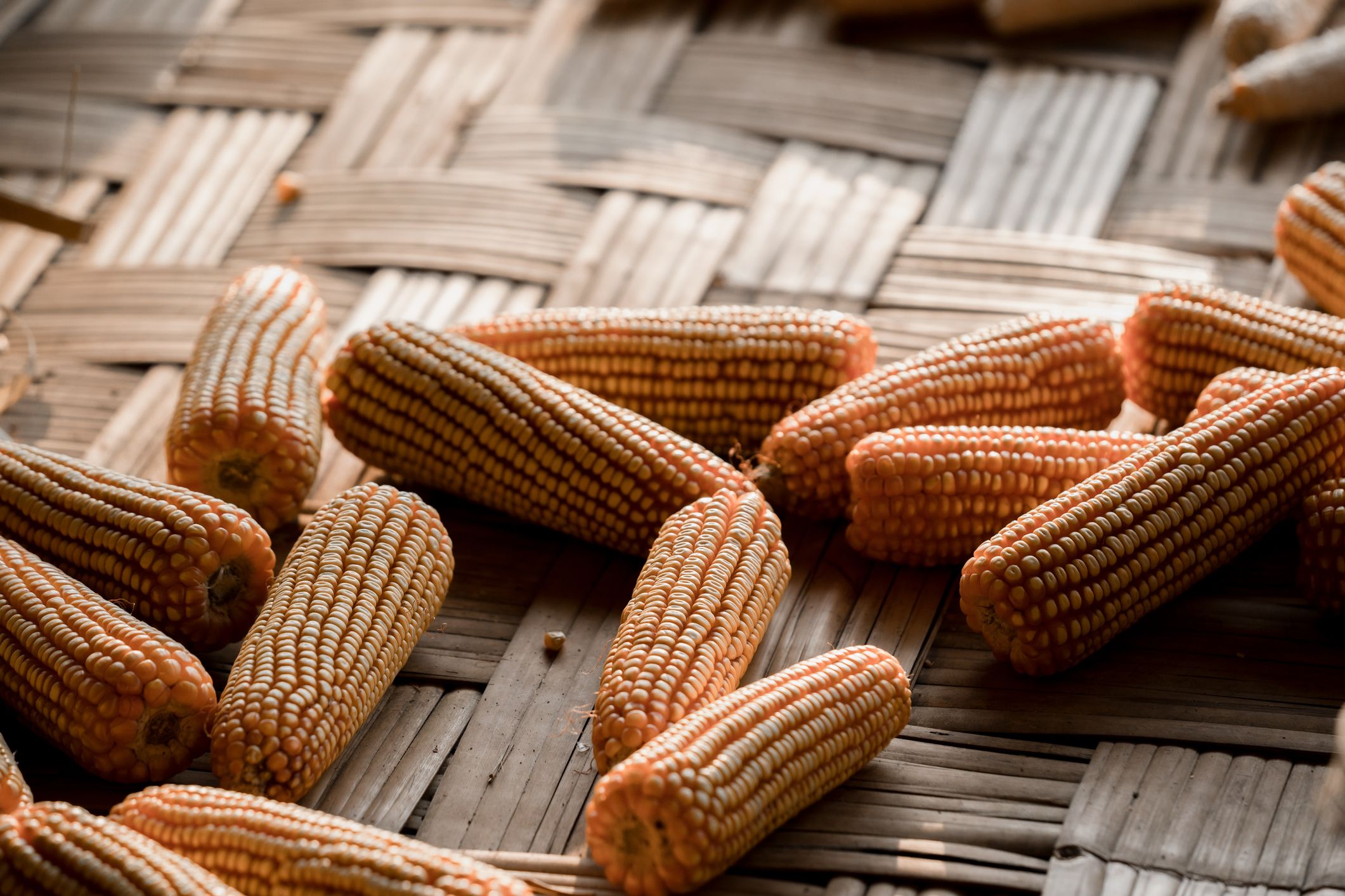 Farina di mais proprietà e ricette - Moja tipici marchigiani