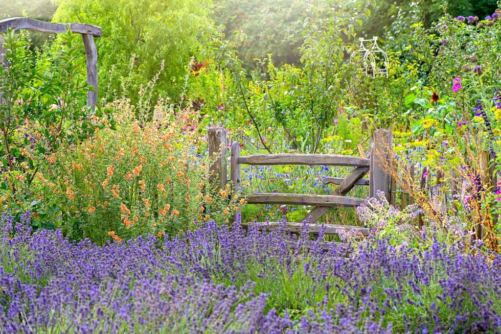 lavanda
