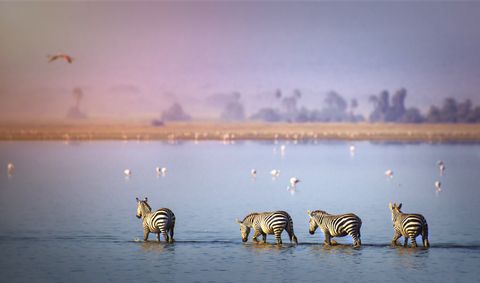 Beautiful Scenic of Zebra and Flamingo in the Lake at Amboseli, Kenya