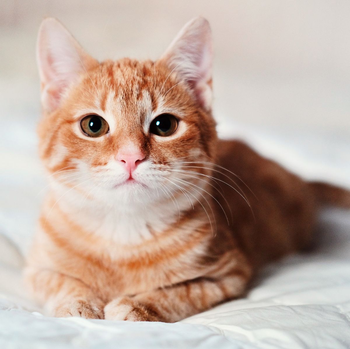 Validated! Watching Cute Cat Videos Boosts Productivity