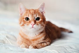a beautiful smooth haired red cat lies on the sofa and in a relaxed close up pose