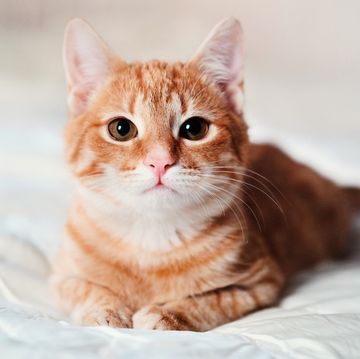 a beautiful smooth haired red cat lies on the sofa and in a relaxed close up pose