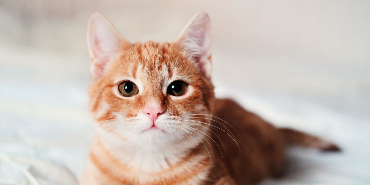 25 Best Cat Instagram Captions