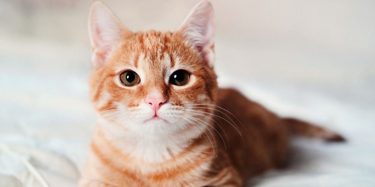 25 Best Cat Instagram Captions