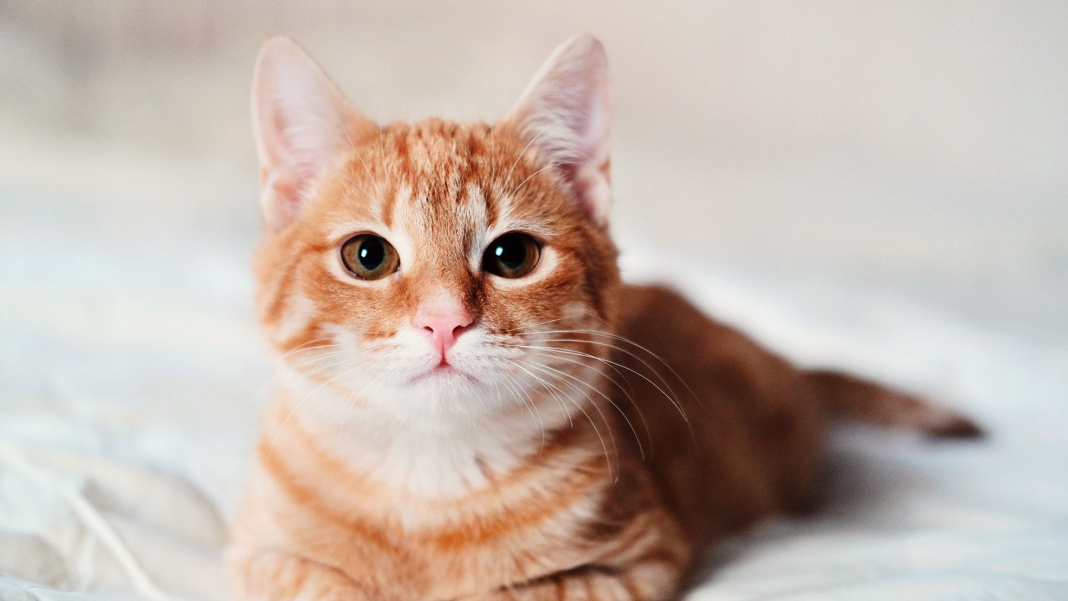 25 Best Cat Instagram Captions - Short And Funny Cat Captions