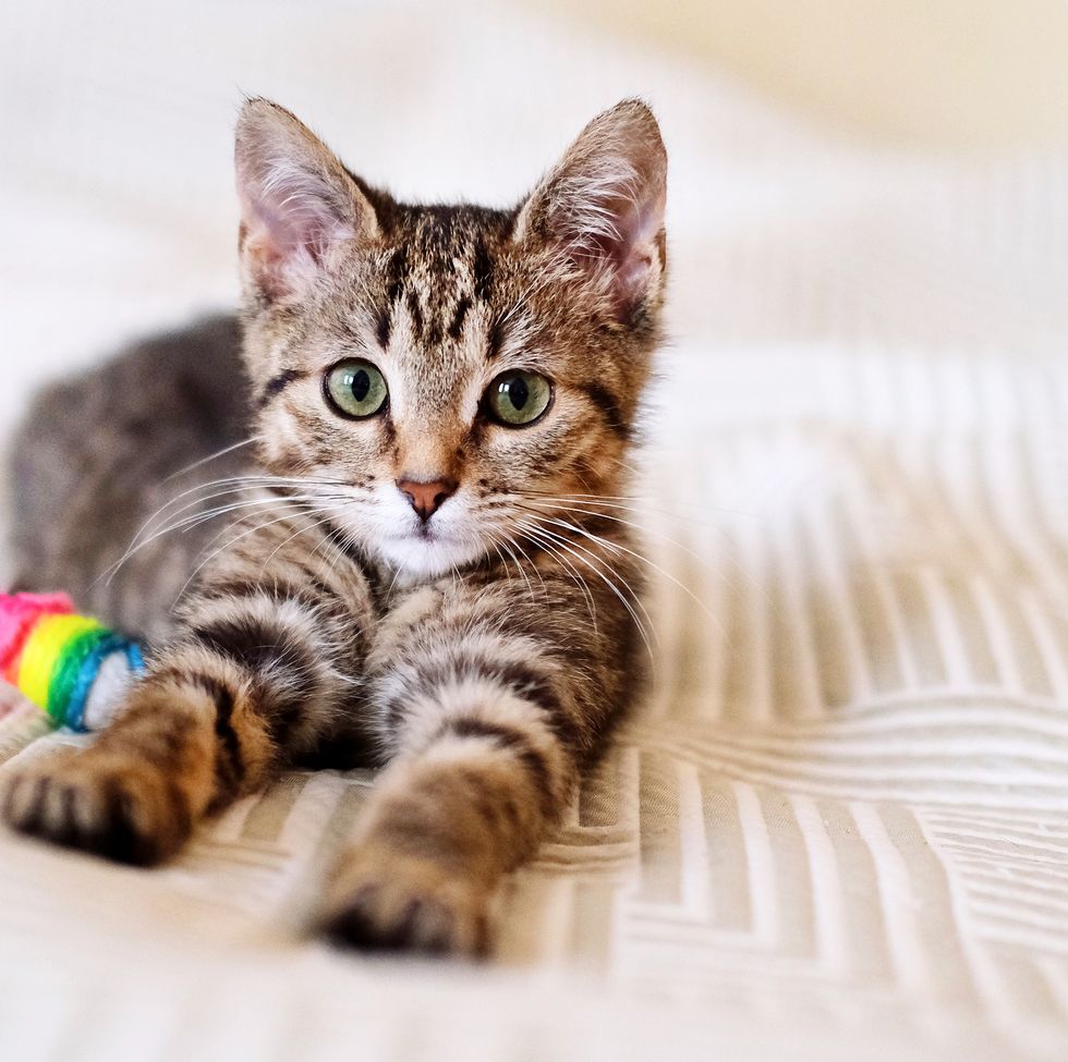 a beautiful smooth haired tabby kitten lies on the sofa with a toy close up and looks into the camera