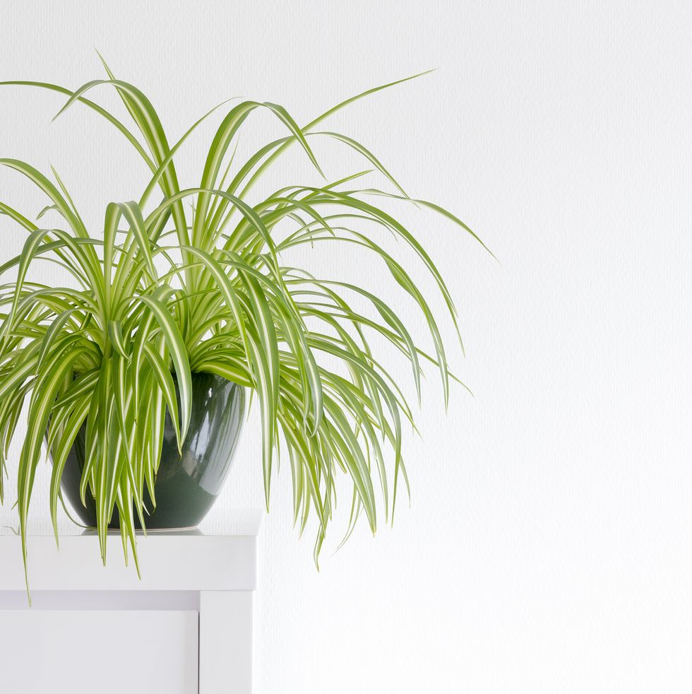 beautiful spider plant, chlorophytum, isolated in a minimalist living room