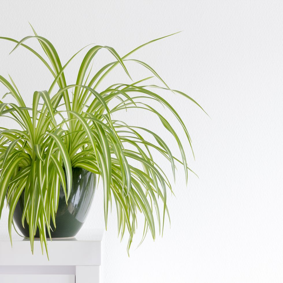 開運風水＋観葉植物】家に調和と活力をもたらす、おすすめグリーン17