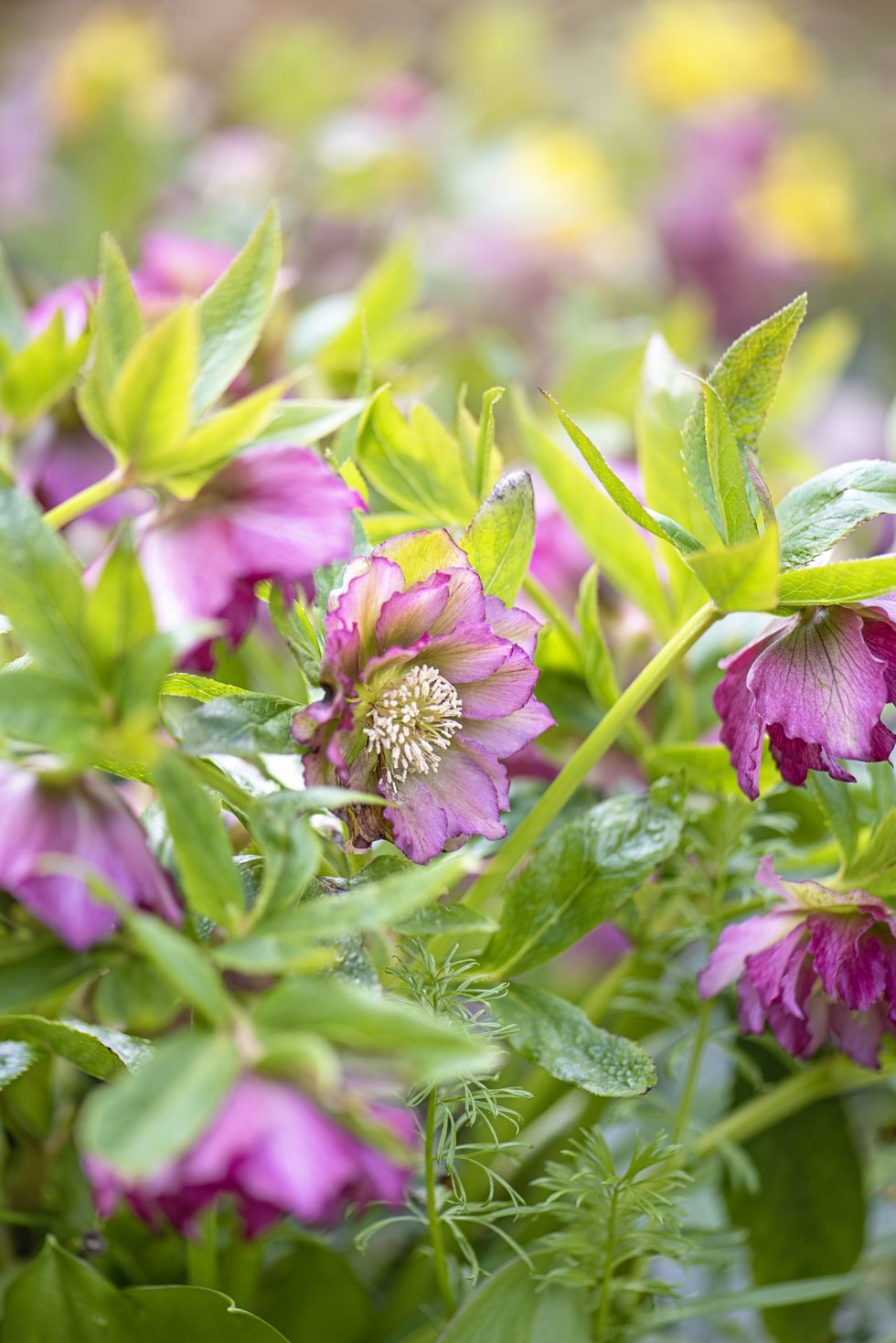 double hellebore pink flowers also known as lenten rose