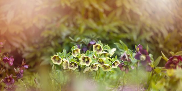 Early Spring Flowers - Hellebores, Bluebells, Crocus, Squill