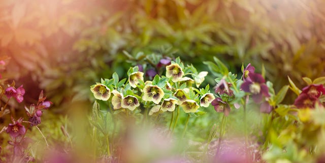 Beautiful spring flowering Hellebore flowers also known as lenten Roses or Christmas Roses