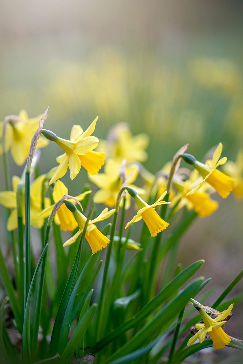 beautiful spring flowering yellow daffodil flowers also known as narcissus, in soft sunshine