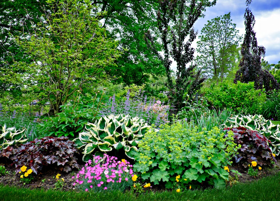 beautiful spring garden plants in may in babylon, long island