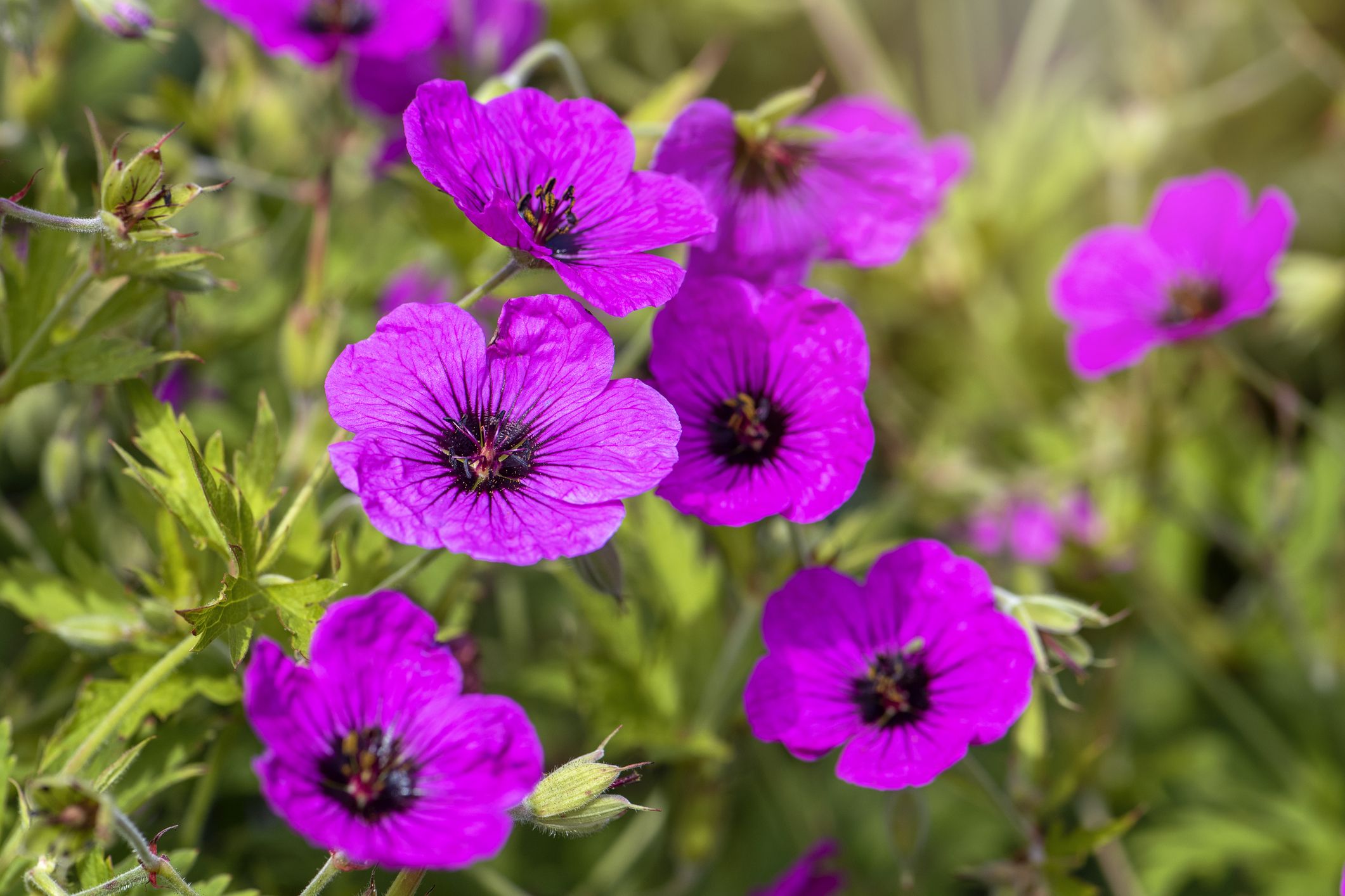 Perennial geranium sales
