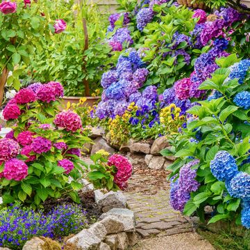 a beautiful summer garden, featuring a spectacular display of vibrant blue, pink and purple hydrangea flowers