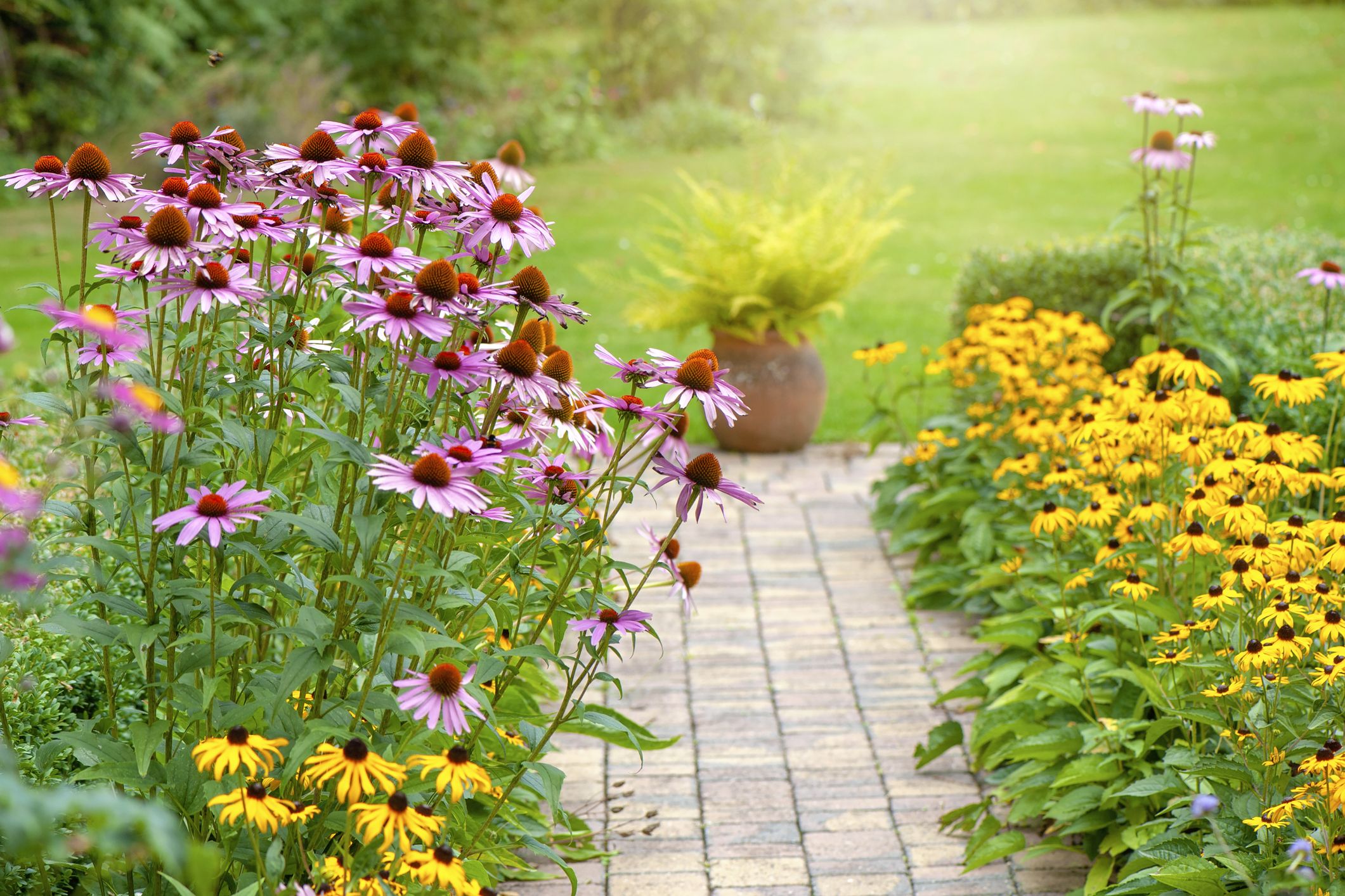 Image of Echinacea perennial flowers that bloom all summer in full sun