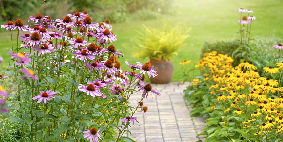 perennial flowers, summer garden flower border with echinacea purpurea, rudbeckia yellow coneflowers