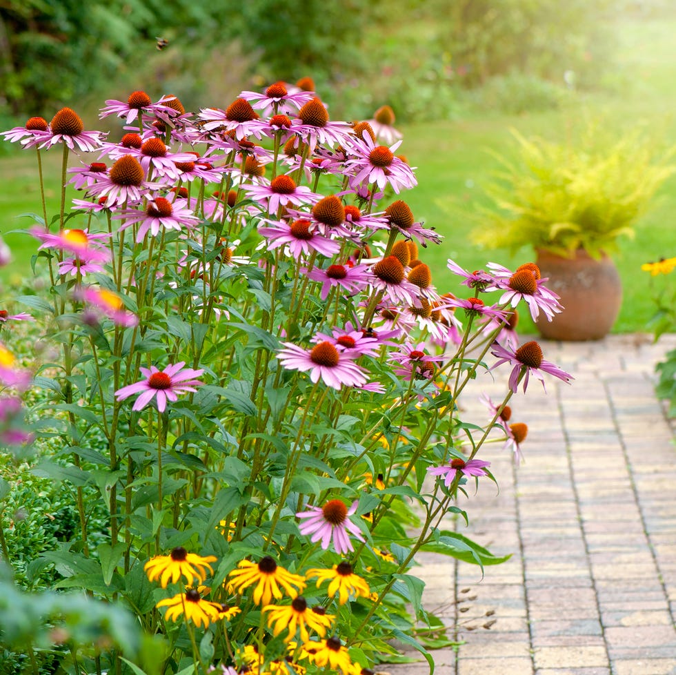 low maintenance front yard ideas right plant, right place low maintenance front yard ideas right plant, right place