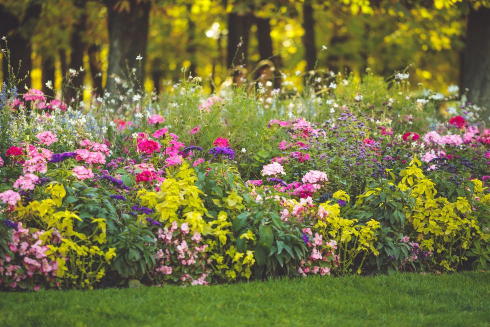 beautiful summer garden