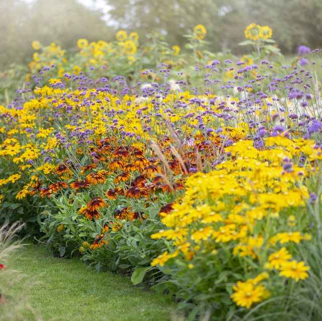30 Best Perennial Flowers That Bloom All Year