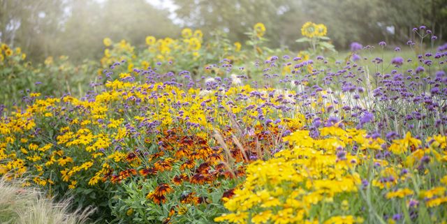 17 Vibrant Perennials That Bloom All Summer for a Colorful Garden