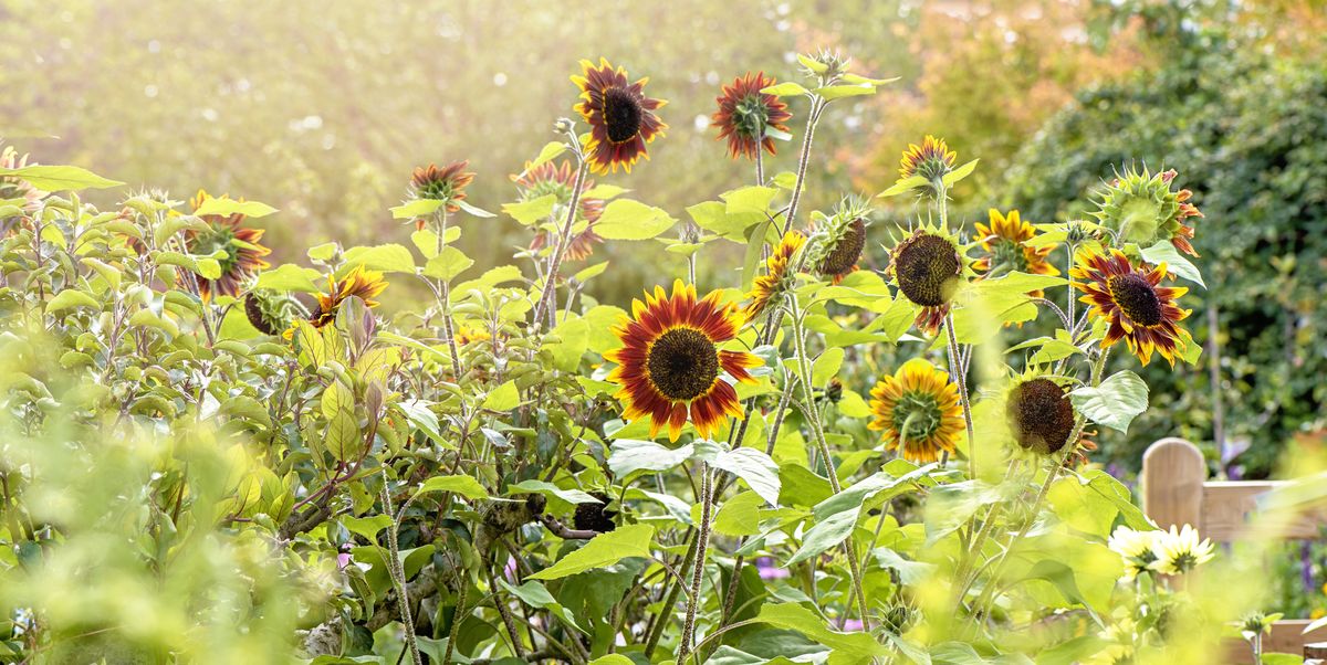 22 Beautiful Sunflower Varieties to Brighten Your Garden