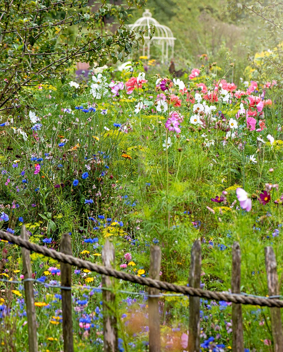 How to Rewild Your Garden How to Rewild Your Garden