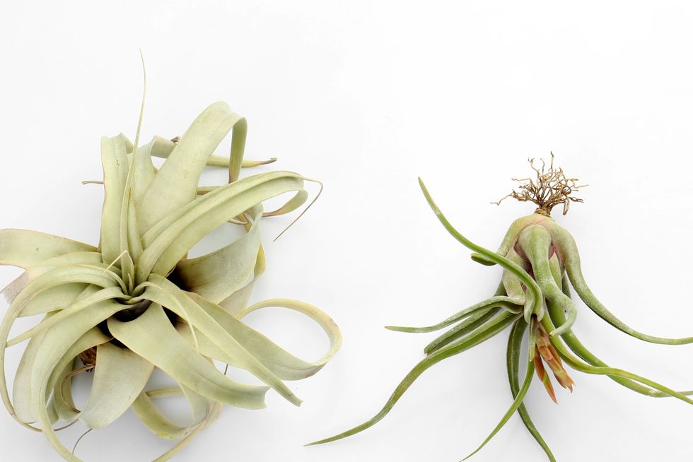 Air Plant Care Tips - Best Air Plant Planters
