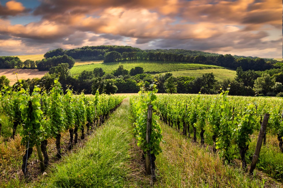 beautiful view with vineyards at sunset in bordeaux, france