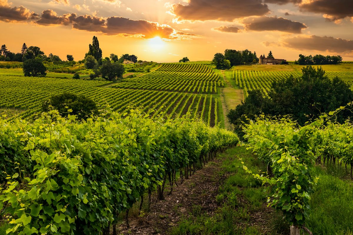beautiful vineyards at sunset near a small town in france
