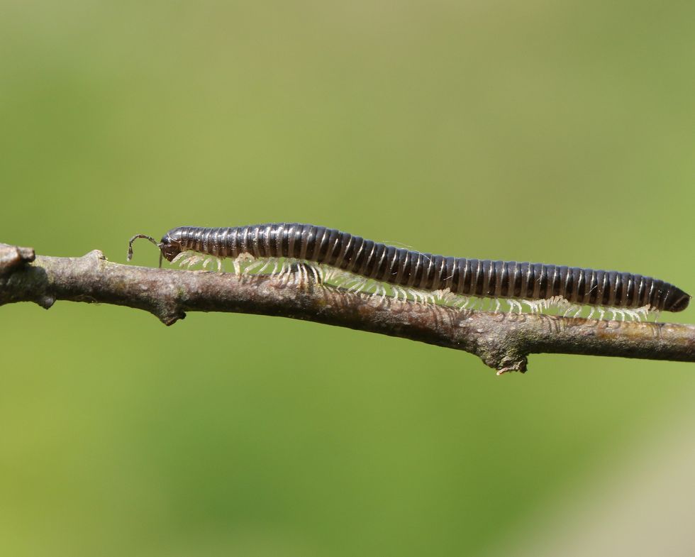 white legged snake millipede
