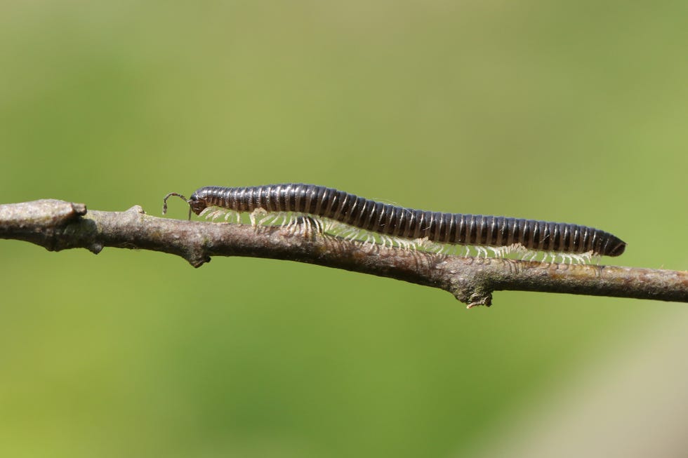 white legged snake millipede