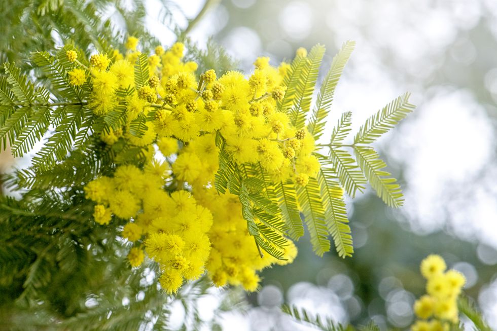 ミモザの育て方】春を知らせる庭木。植え方やお手入れのポイント ミモザの育て方】春を知らせる庭木。植え方やお手入れのポイント