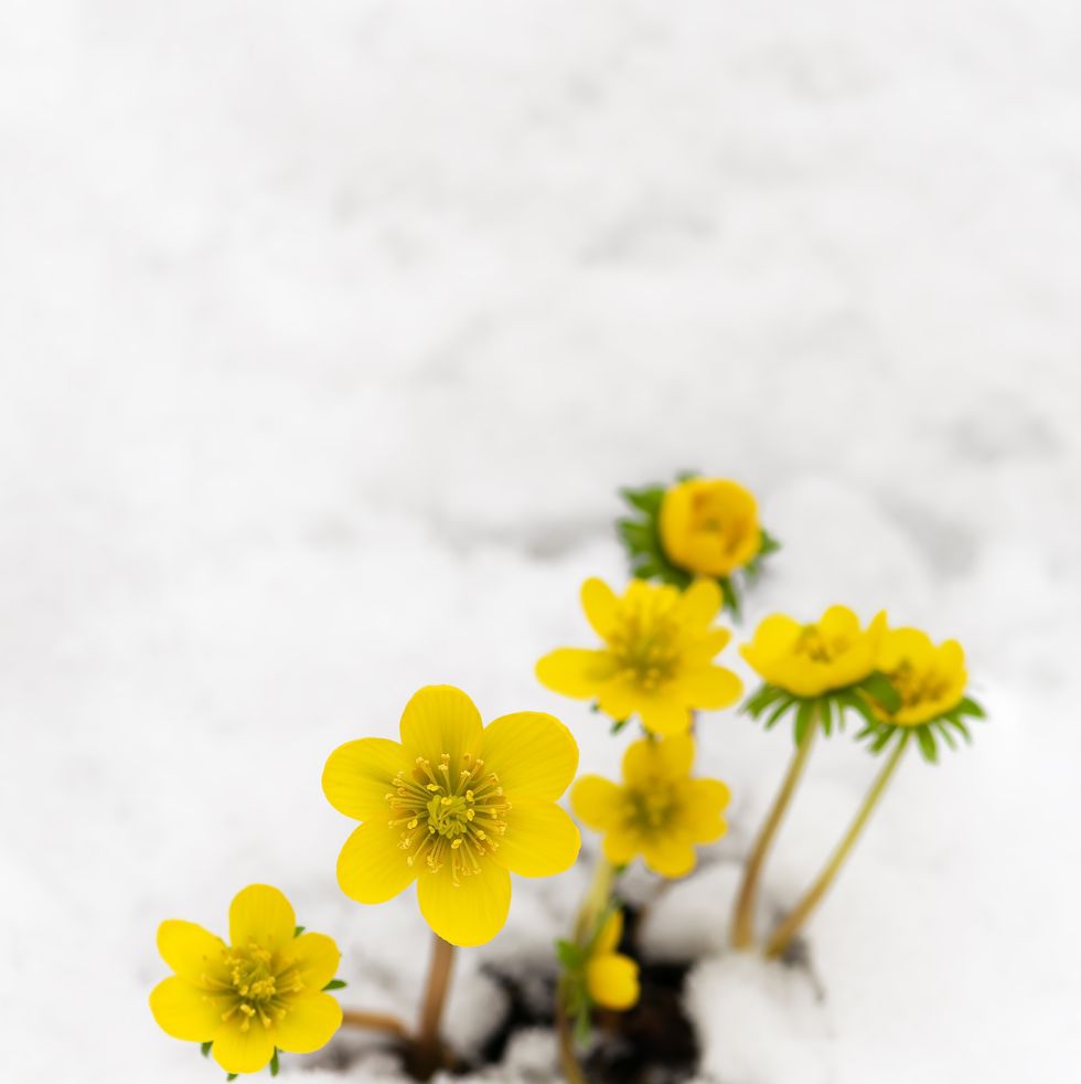 yellow winter aconite flowers in snow