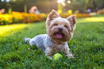 beautiful yorkshire terrier playing with a ball on a grass