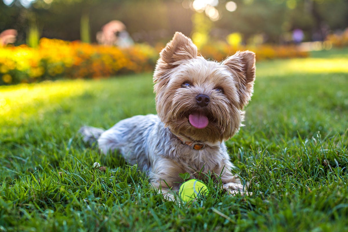 Cute Dogs that Stay Tiny Forever