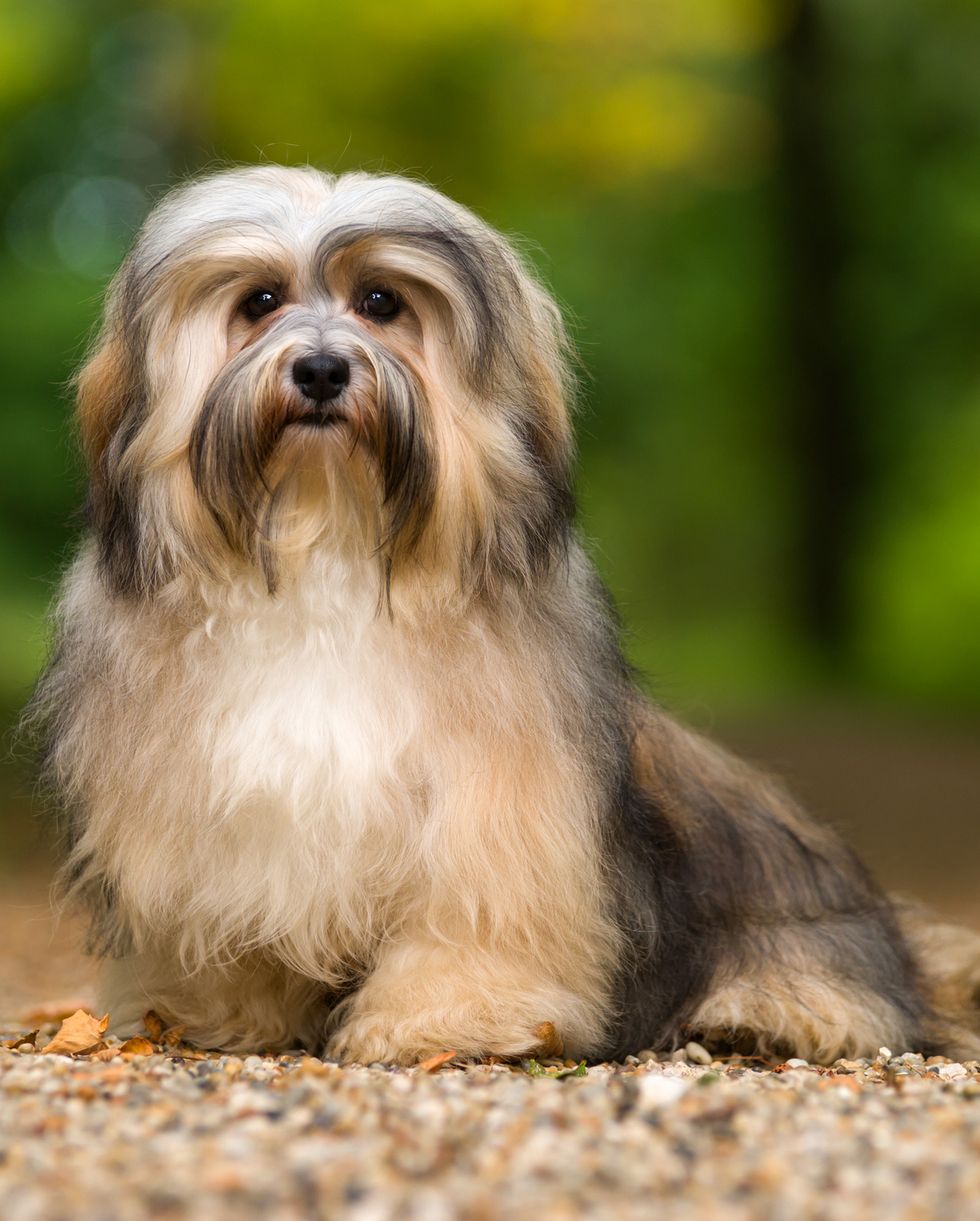 Small-sized dog breeds: Yorkies, Shih Tzu, Havanese, Pomeranian