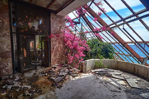 beauty flower in winter garden the interior old ruined hotel in abandoned yugoslavian military resort with a view of adriatic sea in kupari, croatia